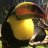 munk